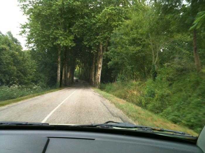 Driving along a tree-lined country road