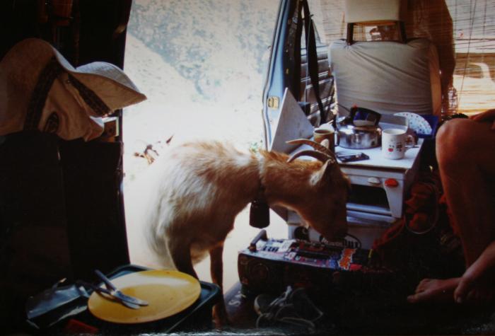 A goat poking its head into the van's kitchen area