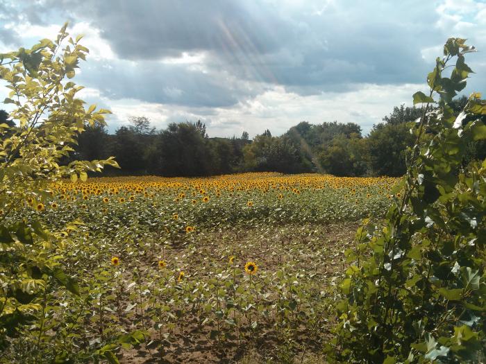 Sunflower field at camp de florence