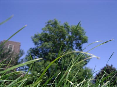 lunch in the park - macro focus on grass with out of focus  trees and sandstone church tower in the background