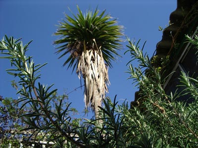rosemary and palm tree